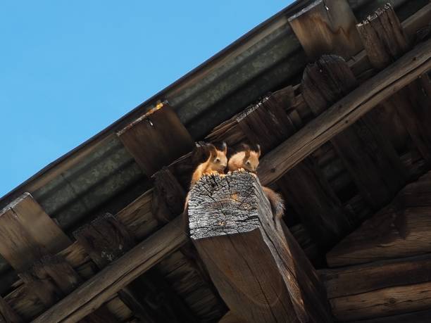 Gozeco : Bien isoler sa maison contre les rongeurs et les oiseaux