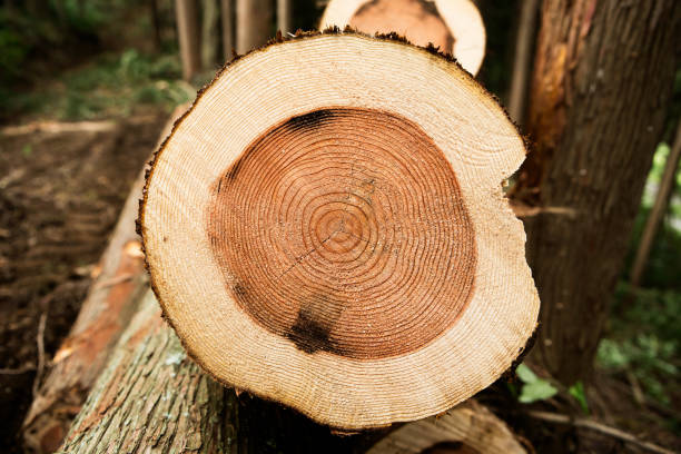 Gozeco : Les avantages offerts par la bûche de bois compressée