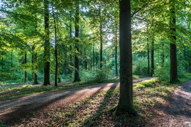 Gozeco : Place du chauffage au bois en Ariège
