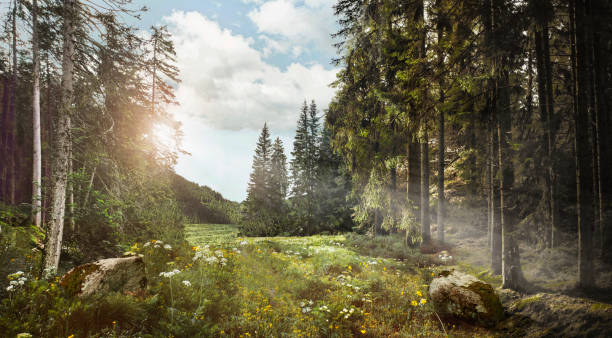 Gozeco : Quel système utiliser pour gérer la filière bois ?